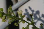 Carolina coralbead